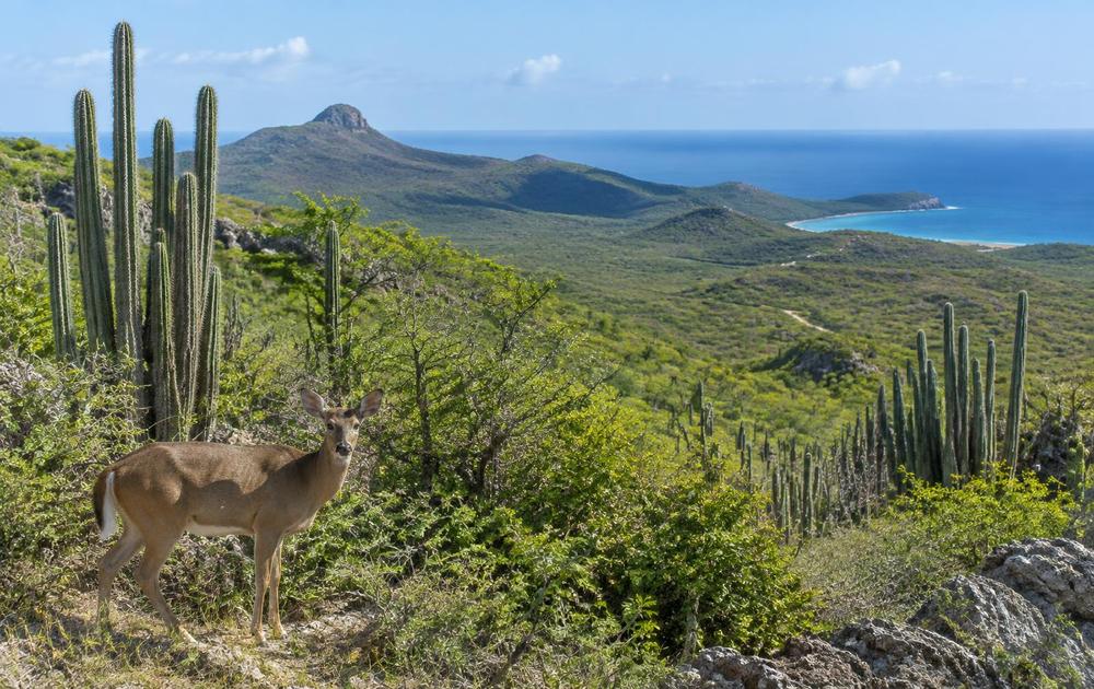 Christoffelpark: wandelen en natuur op Curaçao